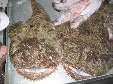 whole fresh monkfish korea anko ankimo lophius americanus monkfish monk fish korea south korea